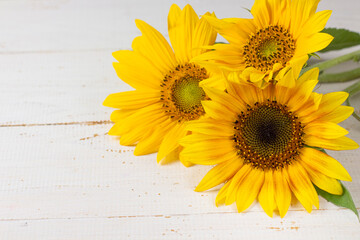 Yellow sunflower on a white wooden background. Bright yellow flowers. Blooming sunflower. Banner. copyspace
