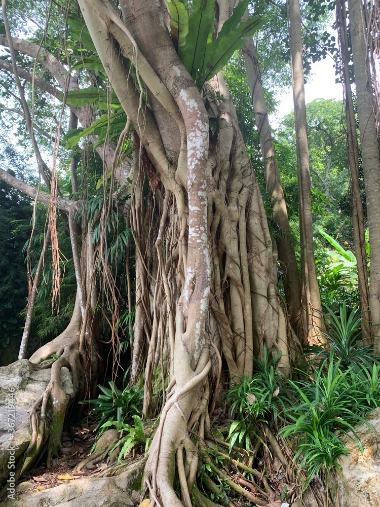 Poster Banian du jardin botanique de Singapour