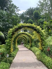 Fototapeta premium Arcades végétales du jardin botanique de Singapour