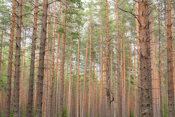 Pine tree forest. Southern taiga in Vyborg District on the border of Russia and Finland.