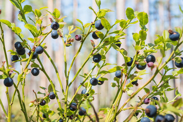 Blueberry bush covered with ripe berries with blurred pine tree forest behind. July - September is...