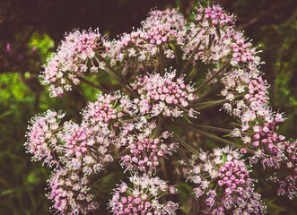 flowers of lilac