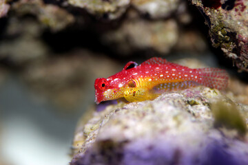 Red Ruby Dragonet fish is amazing natural addition in every reef aquarium