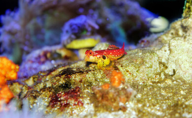 Red Ruby Dragonet fish is amazing natural addition in every reef aquarium