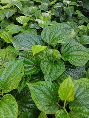 strawberry plant in the garden