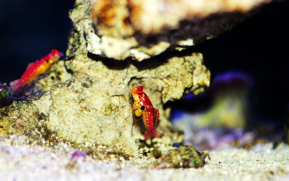 Red Ruby Dragonet fish is amazing natural addition in every reef aquarium