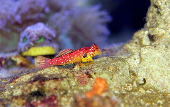 Red Ruby Dragonet fish is amazing natural addition in every reef aquarium