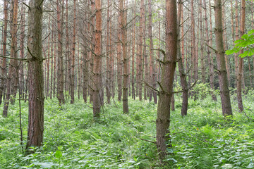 Spring forest with conifer trees. Coniferous forest landscape in cloudy day.
