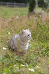 Naklejka na ściany i meble British Shorthair Silver Tabby cat in the meadow of grass and field flowers