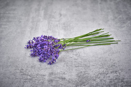 Lavender Flowers On Concrete Gray Background.