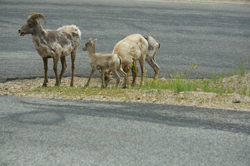 Rocky Mountain Big horn sheep