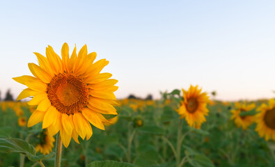 Sunflower close-up in a field at dawn.