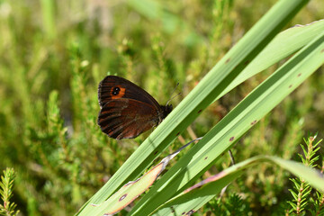 Graubindiger Mohrenfalter, Erebia aethiops, auf Gras, Schmetterling mit braunen Flügeln und schwarzen Augen auf rotem Grund, Rote, schwarze Flecken auf Falter