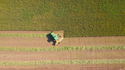Plakat Combine harvesting Wheat for silage in a massive agriculture field.