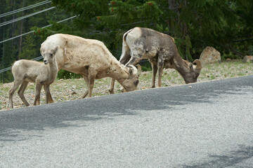 Rocky Mountain Big horn sheep