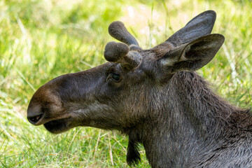 Portrait of moose with blurred background.