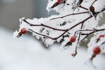 red berries in snow