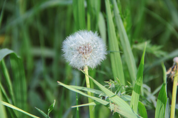 dandelion on green background