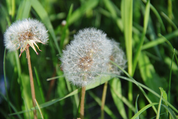 dandelion in the grass