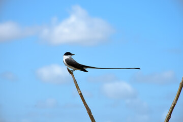 Bird on top of tree branch with sky in the background