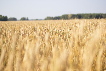 field of wheat