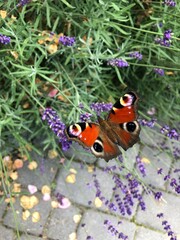 butterfly on flower
