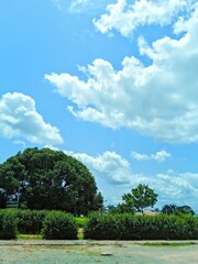 tropical landscape with blue sky