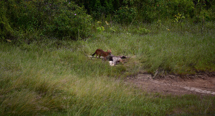 Fox eating deer in the Thai international park.