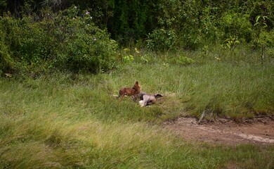 Fox eating deer in the Thai international park.