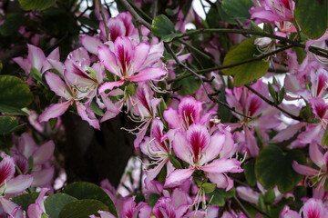 Vivid blossoms on Purple Orchid tree (Bauhinia variegata). Delicate petals displaying brilliant combination of pink, purple and white. Native of Asia. 
