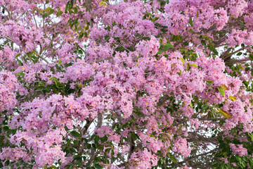 Pink trumpet tree, tabebuia palmeri, in flower