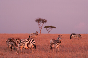 Zebra herd at dusk in low light on the Maasai Mara National Park, Kenya