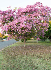Beautiful street tree Tabebuia palmeri, Handroanthus impetiginosus, or pink trumpet tree in flower