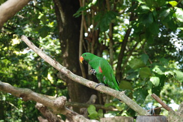 green winged macaw
