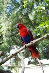 scarlet macaw parrot