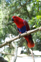 scarlet macaw parrot
