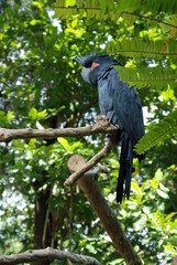 black parrot on the tree branch