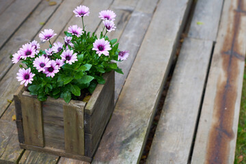 Fototapeta na wymiar Purple flowers in the wooden box outdoor. Copy space.