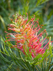 Grevillea Flower