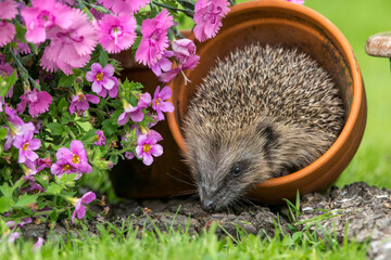 Hedgehog in springtime, wild, free roaming hedgehog, taken from within a wildlife hide to monitor the health and population of this favourite but declining mammal, copy space