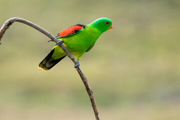 Crimson winged or red winged parrot, Aprosmictus erythropterus, perched on tree branch