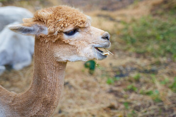 Obraz premium Alpaca close up portrait with blurred background. Copy space.
