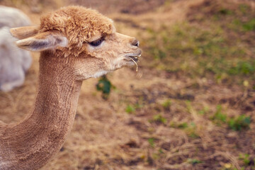 Obraz premium Alpaca close up portrait with blurred background. Copy space.