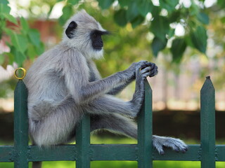 Young langur monkey sitting on the fence (horizontal  orientation)	