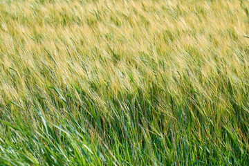 A wheat field as a natural background.