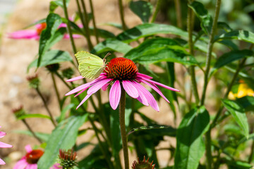 Zitronen Falter auf einer Echinacea Blüte, Purpur Sonnenhut 