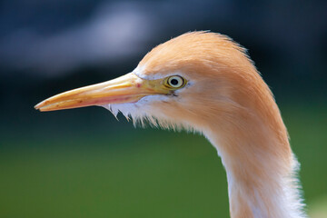 Cattle egret