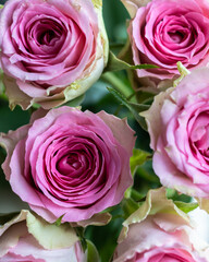 A background depicting pale pink roses