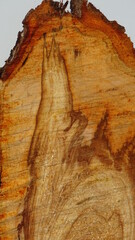 tree bark texture