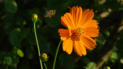 orange flower in the garden